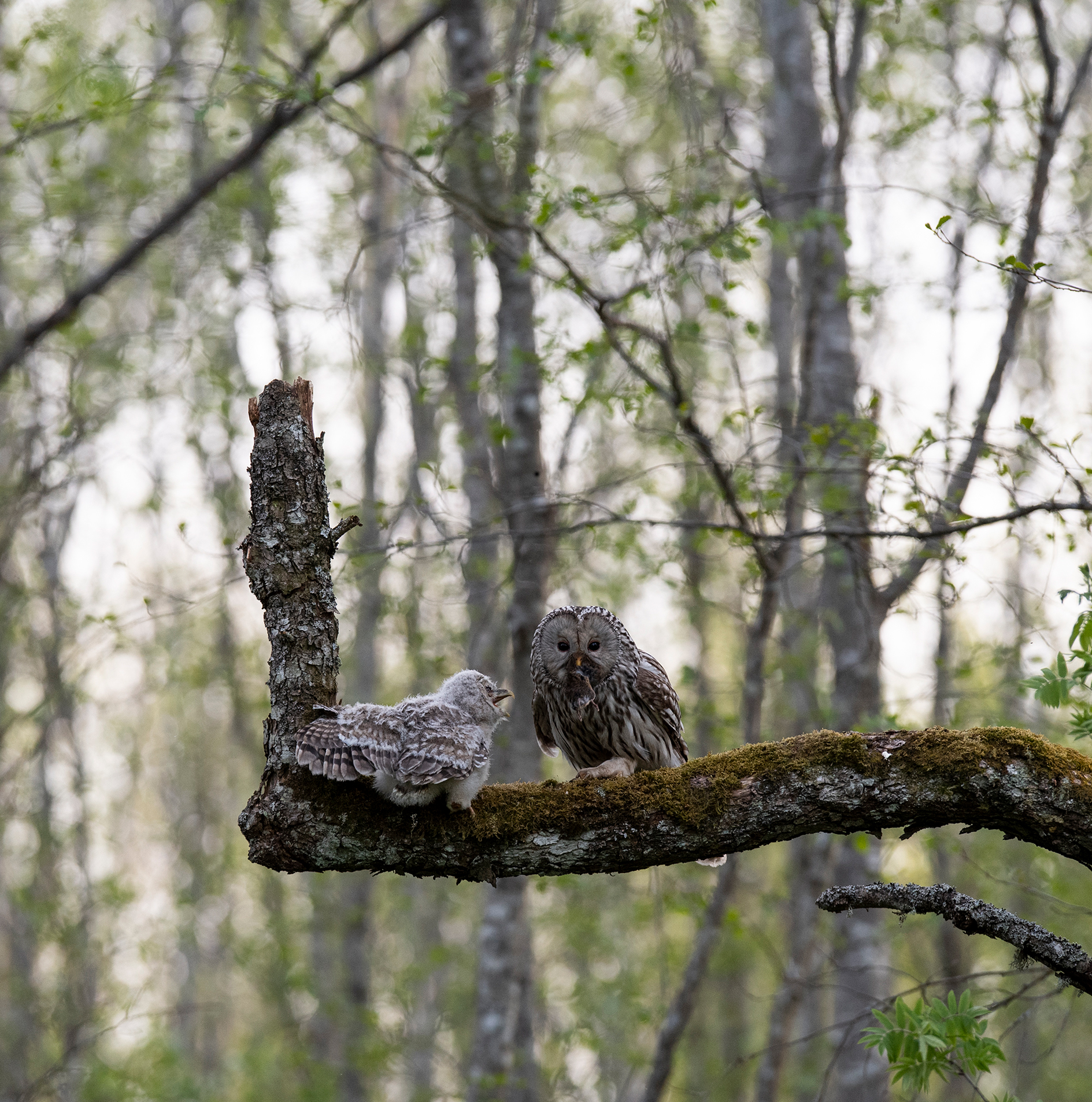 Händkakk, Strix uralensis, Ural Owl