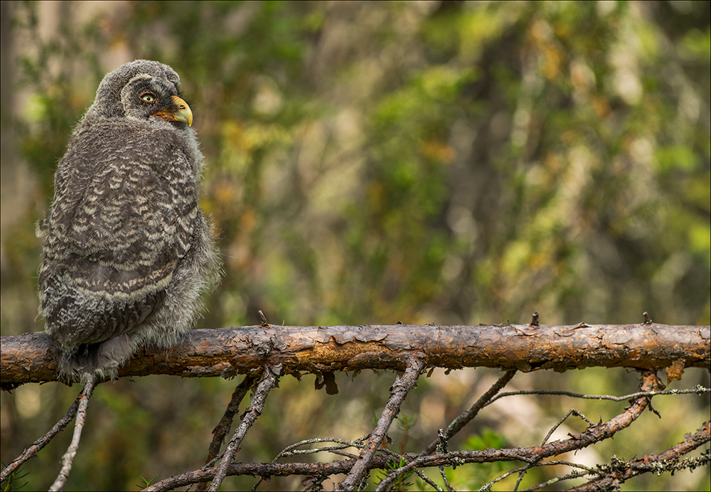 Habekakk, Strix nebulosa, Great Grey Owl