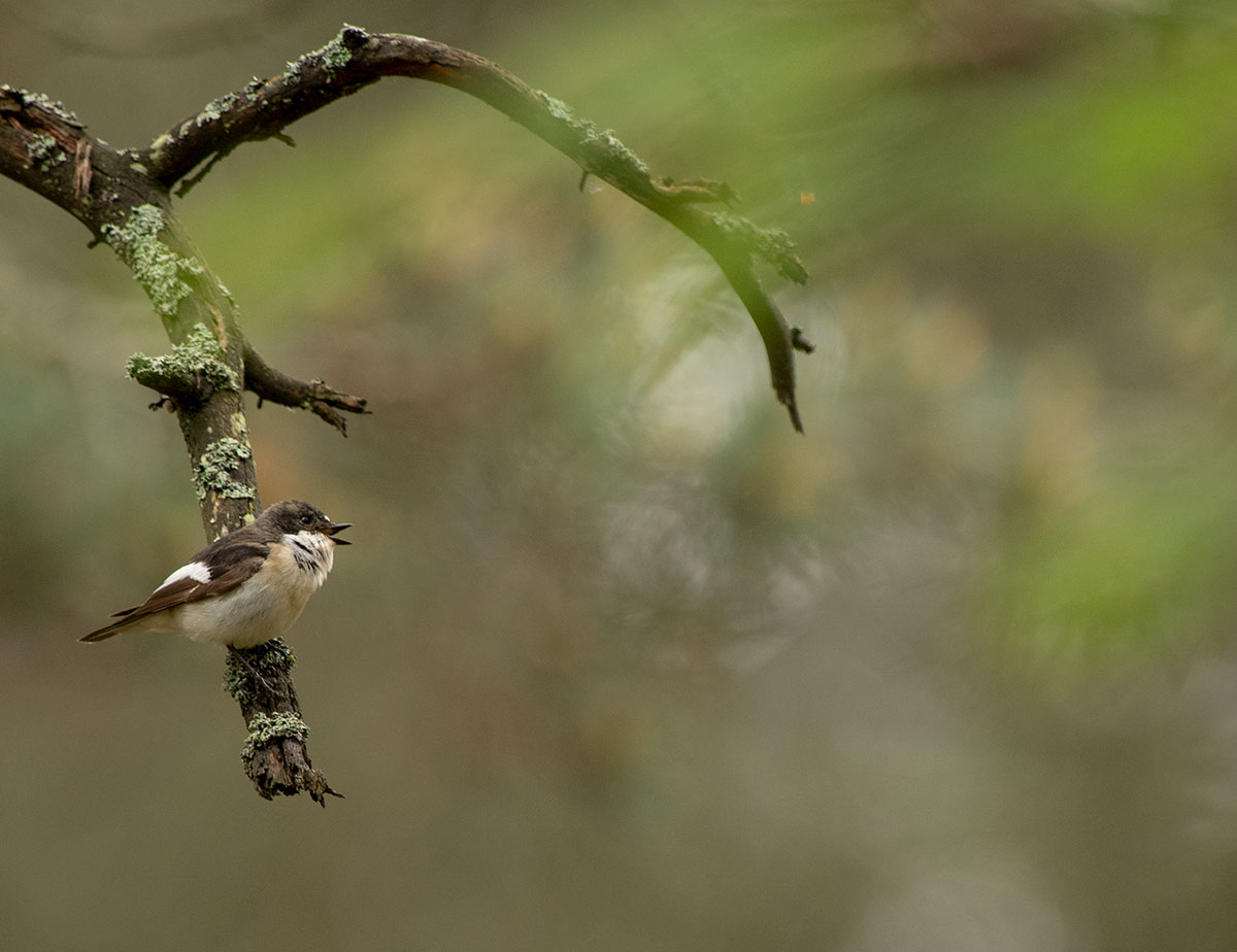 Must-kärbsenäpp, Ficedula hypoleuca, Pied Flycatcher