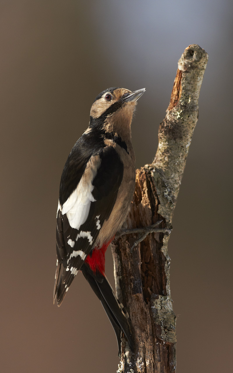 Suur-kirjurähn, Dendrocopos major, Great Spotted Woodpecker