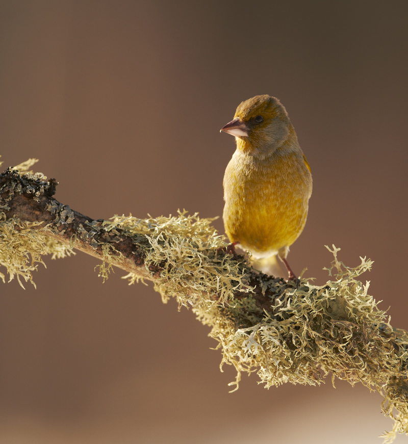 Rohevint, Carduelis chloris, Greenfinch