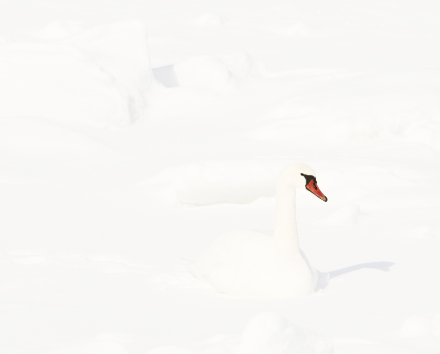 Kühmnokk luik, Cygnus olor, Mute Swan