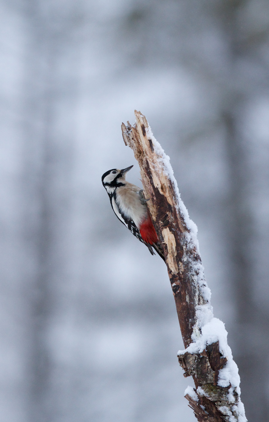 Suur-kirjurähn, Dendrocopos major, Great Spotted Woodpecker