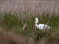 Hõbehaigur, Egretta alba, Great White Egret