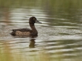 Tuttvart, Aythya fuligula, Tufted Duck