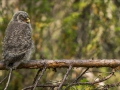 Habekakk, Strix nebulosa, Great Grey Owl