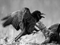 Ronk, Corvus corax, Raven