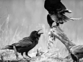 Ronk, Corvus corax, Raven