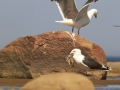 Merikajakas, Larus marinus, Great Black-backed Gull