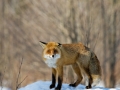 Rebane, Vulpes vulpes, Red Fox