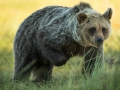 Pruunkaru, Ursus arctos, Brown Bear