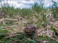 Harilik kärnkonn, Bufo bufo, Common toad