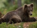 Pruunkaru, Ursus arctos, Brown Bear