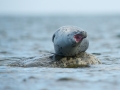 Hallhüljes, Halichoerus grypus, Grey Seal