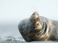Hallhüljes, Halichoerus grypus, Grey Seal
