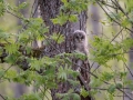 Händkakk, Strix uralensis, Ural Owl
