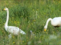 Laululuik, Cygnus cygnus, Whooper Swan