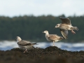 Hõbekajakas, Larus, argentatus, Herring Gull