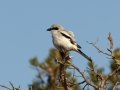 Hallõgija, Lanius excubitor, Great Grey Shrike