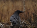Kaaren, Corvus corvax, Raven