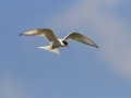 Randtiir, Sterna paradisaea, Arctic Tern