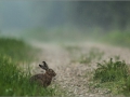 Halljänes, Lepus europaeus, Brown Hare