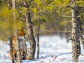 Tartumaa, Ilmatsalu  Rebane, Vulpes vulpes, Red Fox